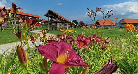 roža in kozolec
